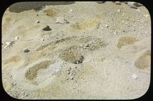 Image of Sandpiper in Depression in Ground